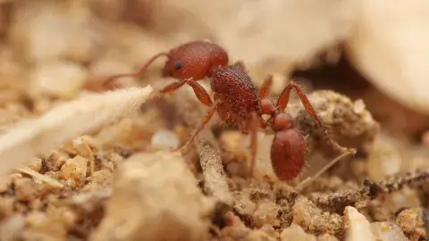 Harvester Ants