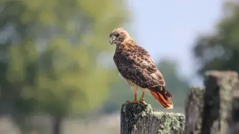 Red-tailed Hawk