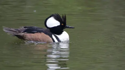Hooded Merganser on water