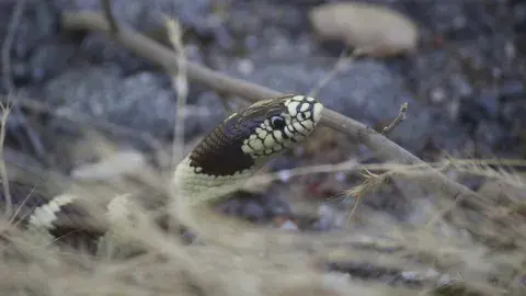 California Kingsnake