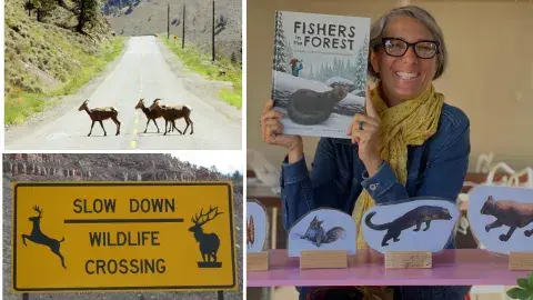 three pictures - one of deer crossing a road, one of a wildlife crossing sign, one of Gisa Nico and one of her books she's written