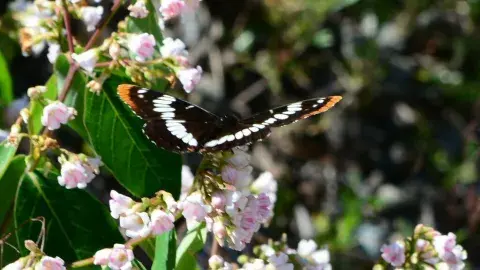 Lorquin's Admiral butterfly