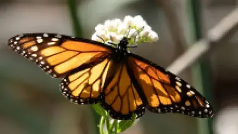 Monarch butterfly on flower