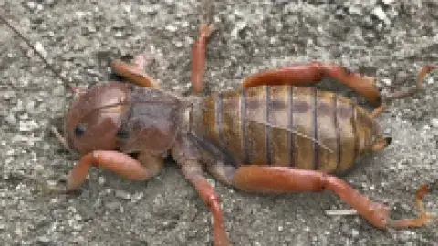 North American Jerusalem Cricket