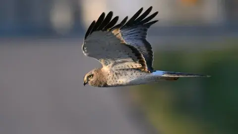 Northern Harrier