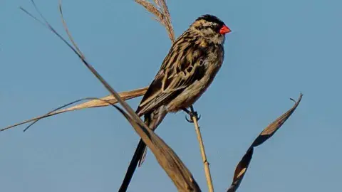 Pin-Tailed Whydah perched on branch
