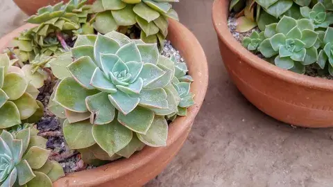 Close-up of potted succulent plants.