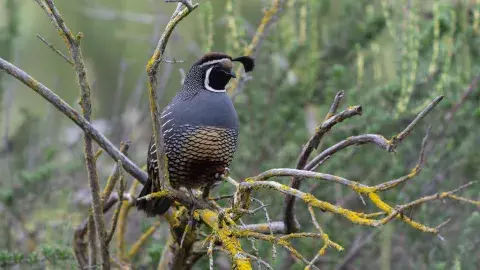California Quail