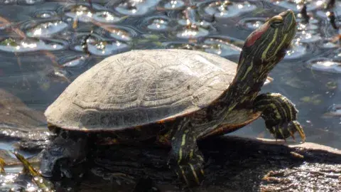 Red-Eared Slider turtle in log in the water