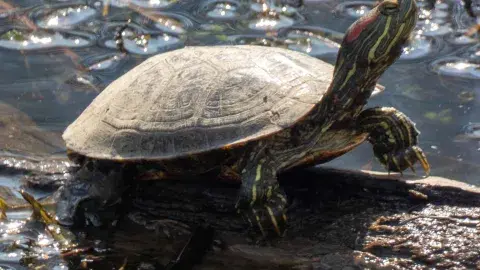 Red-Eared Slider turtle in log in the water