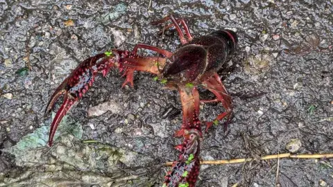 Red Swamp Crayfish