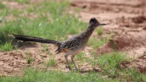 Greater Roadrunner