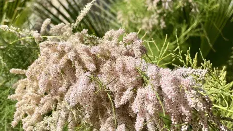 Saltcedar growing among other plants