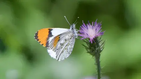 Sara Orangetip