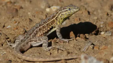 Common side-blotched lizard