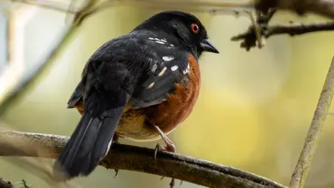 Spotted Towhee