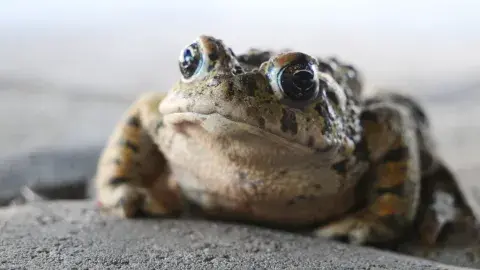 Western Toad
