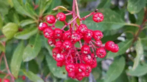 Toyon flower