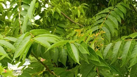 Tree-of-Heaven