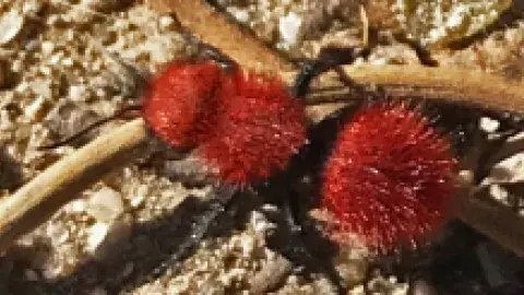 Velvet Ants