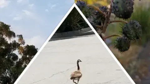 three images are collaged across picture. A tree, a goose, and a seed pod