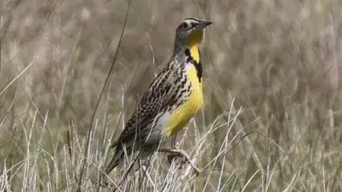Western Meadowlark