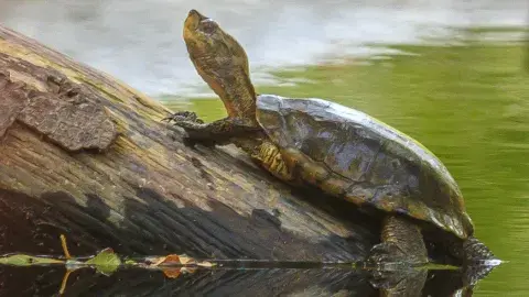 Western Pond Turtle