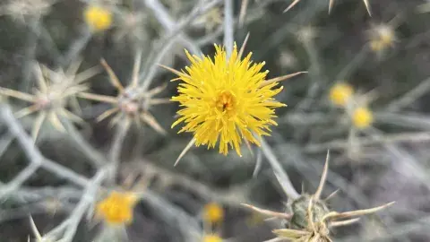 Yellow starthistle growing