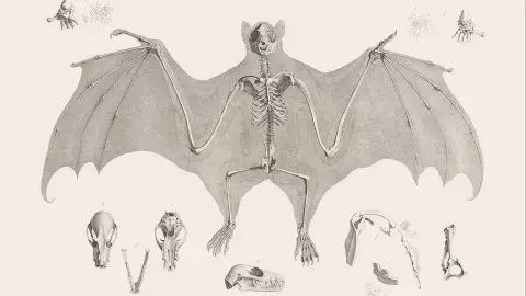 Bat's skeleton