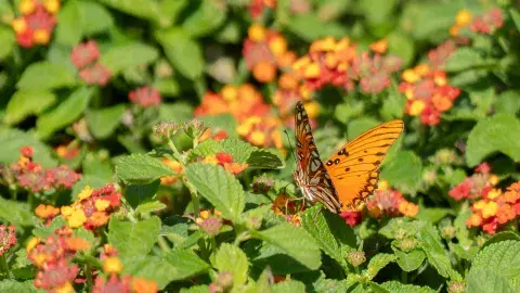 A monarch butterfly resting atop leaves and flowers.