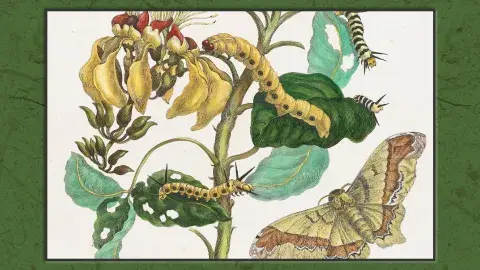 etching of moths on a plant