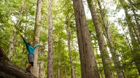 Happy hiker with arms outstretched in the mountains/woods.