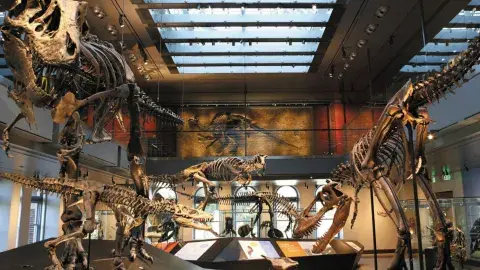 Picture of dinosaur bones in the Natural History Museum