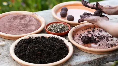 A pair of hands rolling seed bombs.