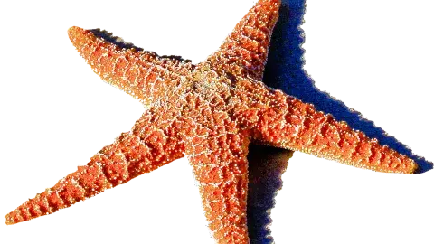 starfish