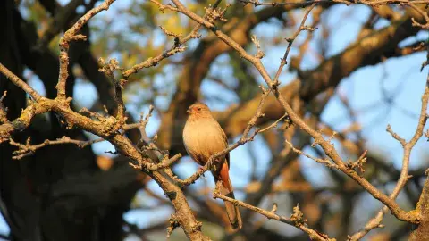 bird in a tree