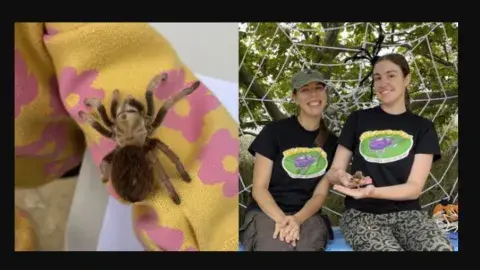 Left image: a spider crawls on the sleeve of a child's sweater. Right image: The Bug Gals sit in front of a giant spiderweb decoration, with Ashley holding a spider in her hands.