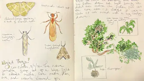 drawing and writing of nature in sketchbook