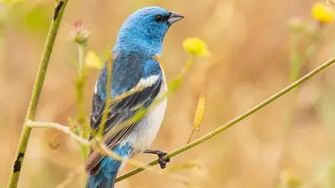 Blue bird in the wild, on a branch