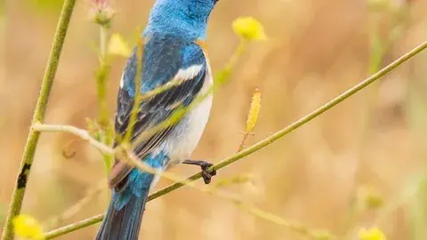 Birds, Dinosaurs, Beaks, and Feet