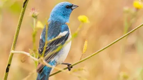 Blue bird in the wild, on a branch