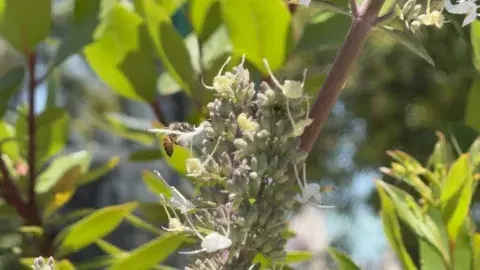 A bee is perched amongst the flowers in a tree. 