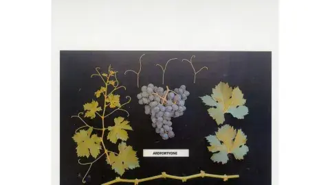 Plant patent of grapes, leaves, stems