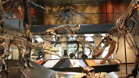 dinosaur skeletons on display in museum