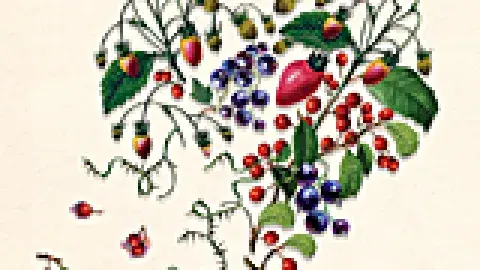 vintage illustration of berries and leaves