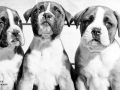 Boxer pups