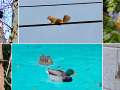 The fact is, every time you go out in your backyard or go for a walk around the neighborhood, you’re likely to see one or more of our wild Los Angeles residents Collage of birds, reptiles and animals around the neighborhood