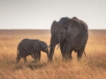 Mother and baby elephant on a savannah