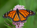Orange monarch butterfly resting on a flower