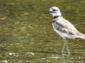 A killdeer bird wading in the water